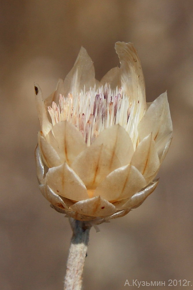 Изображение особи Xeranthemum annuum.