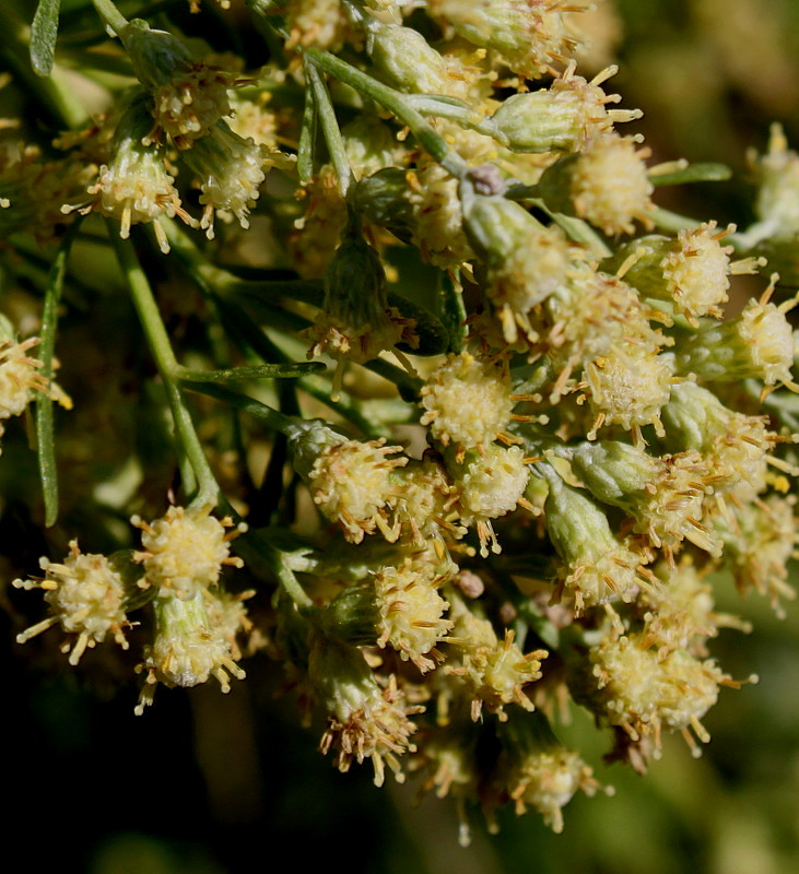 Image of Baccharis halimifolia specimen.