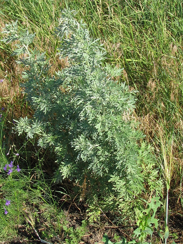 Image of Artemisia absinthium specimen.