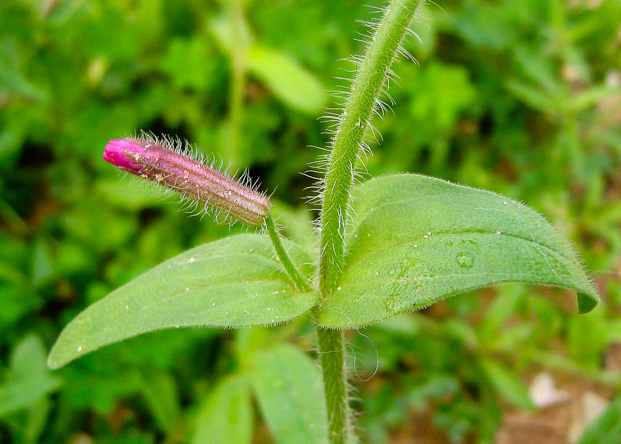 Image of Silene palaestina specimen.