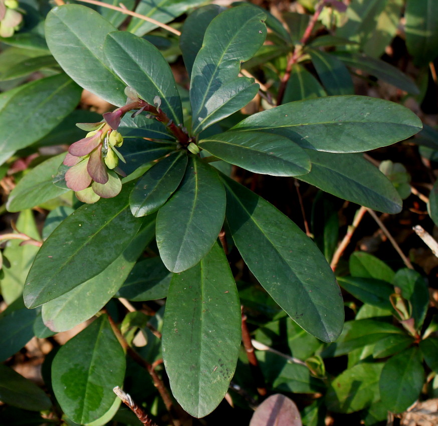 Image of Euphorbia amygdaloides specimen.