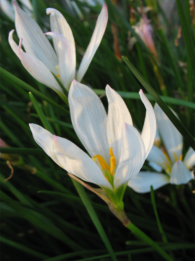 Изображение особи Zephyranthes candida.