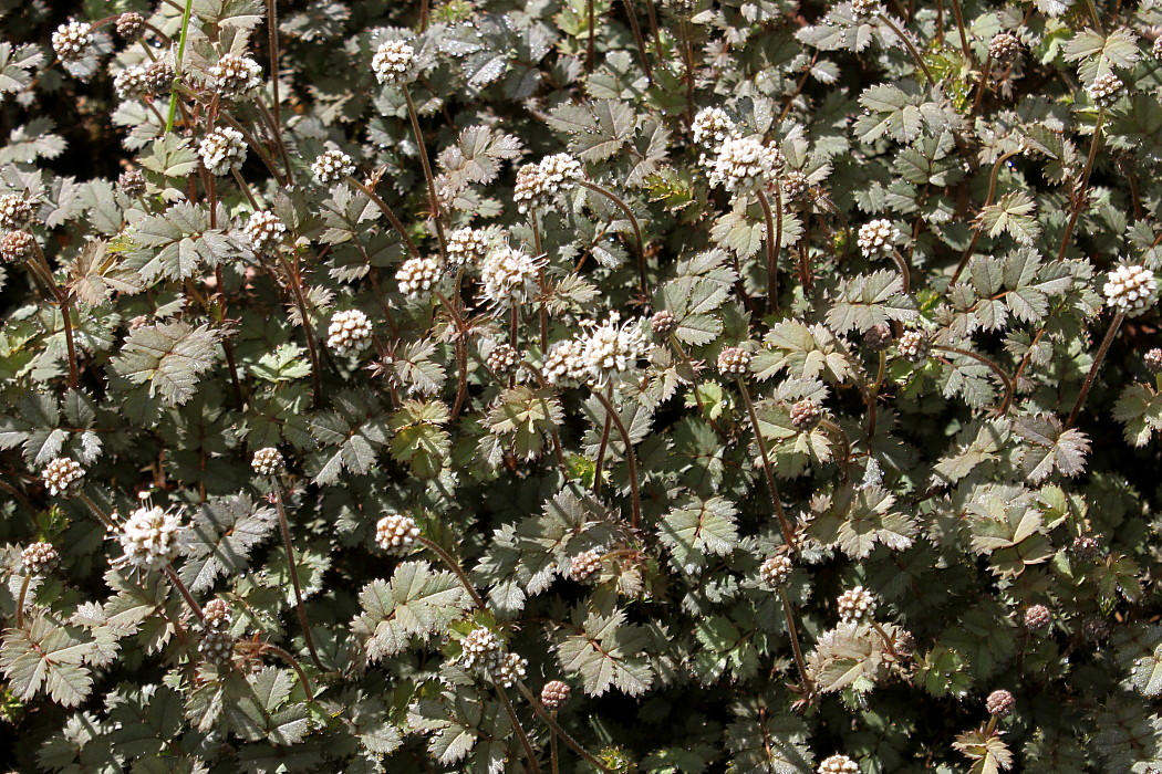 Image of genus Acaena specimen.