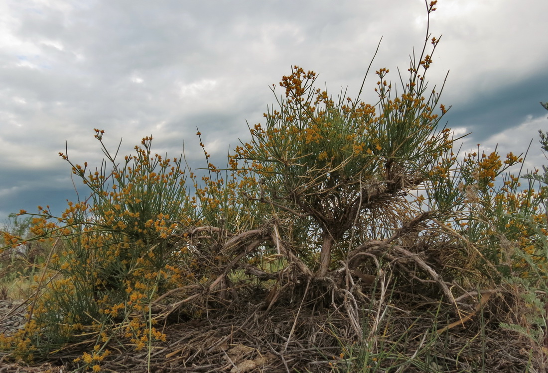 Image of Ephedra lomatolepis specimen.