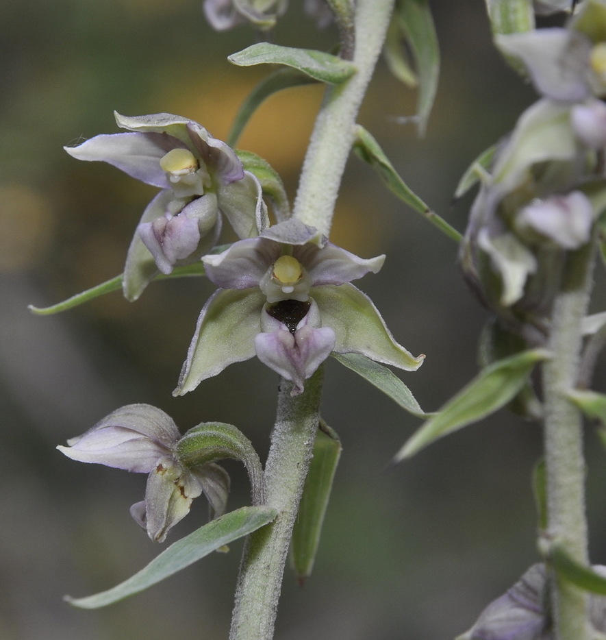 Изображение особи Epipactis helleborine ssp. degenii.