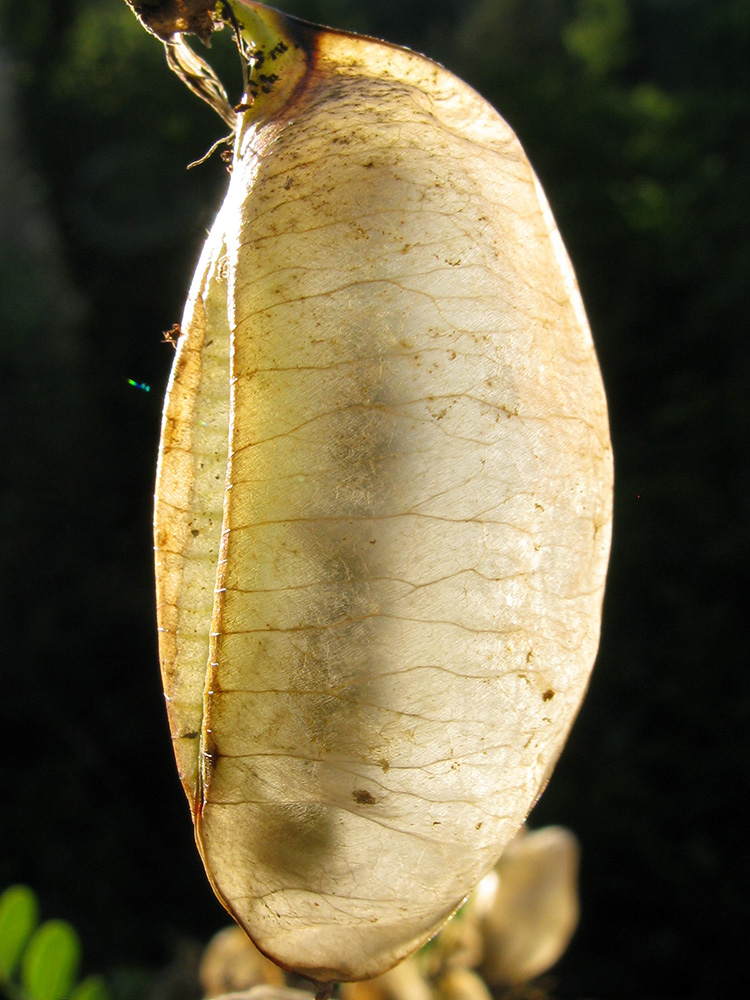 Image of Colutea cilicica specimen.