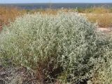 Artemisia santonicum. Растение на песчано-ракушечном пляже. Краснодарский край, м/о Анапа, окр. ст. Благовещенская, Кизилташский лиман. 20.08.2013.