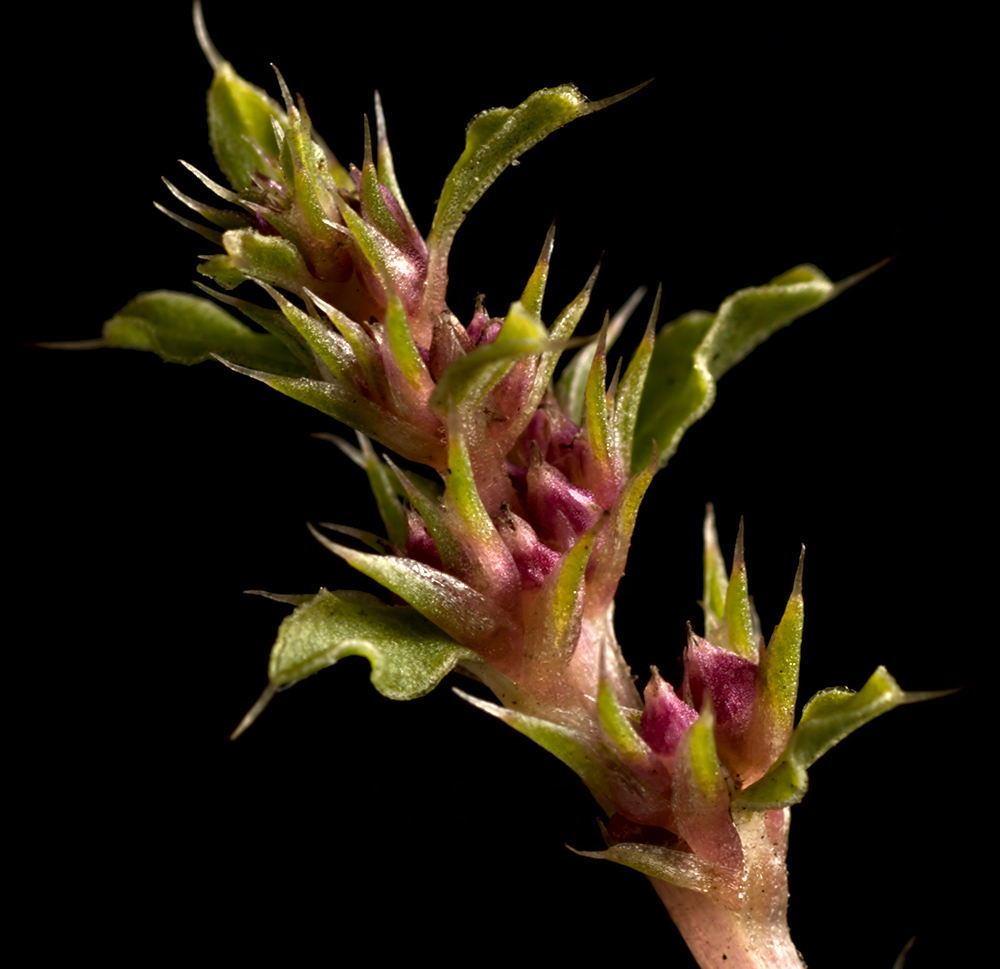 Image of Amaranthus albus specimen.