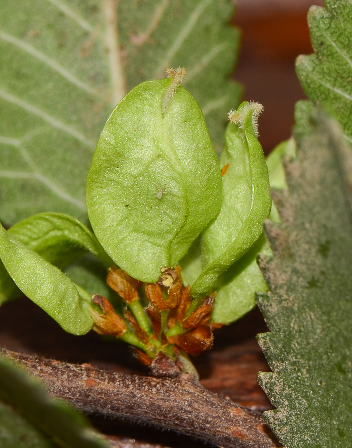 Image of Ulmus parvifolia specimen.