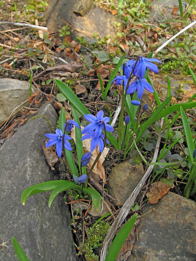 Изображение особи Scilla siberica.