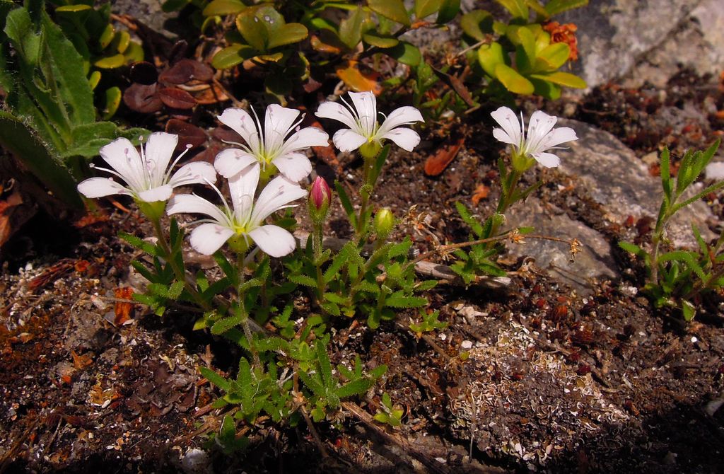 Image of Gypsophila sericea specimen.