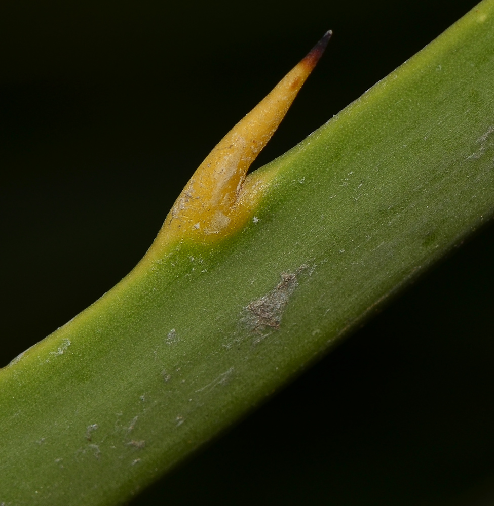 Image of familia Arecaceae specimen.