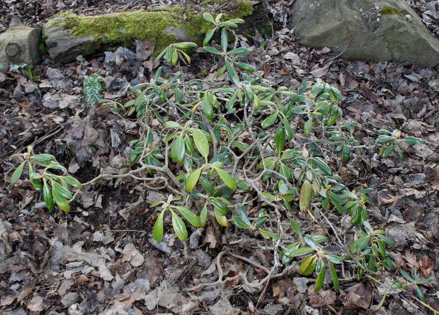 Изображение особи Rhododendron yakushimanum.