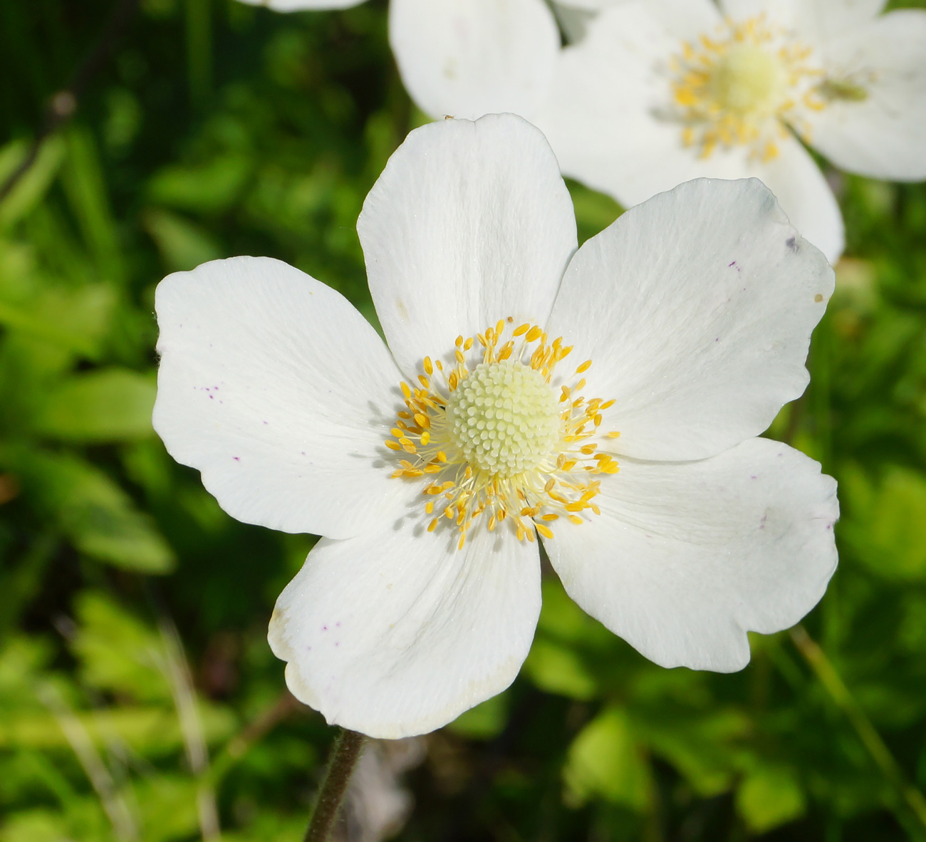 Изображение особи Anemone sylvestris.