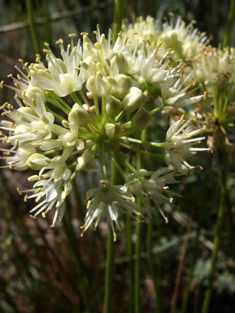 Image of Allium flavescens specimen.