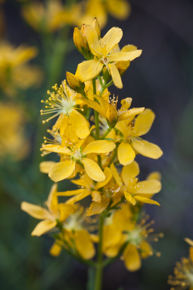 Image of Hypericum lydium specimen.