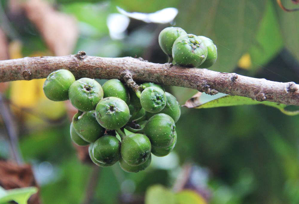 Image of genus Ficus specimen.