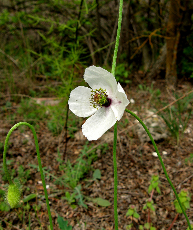 Image of Papaver albiflorum specimen.