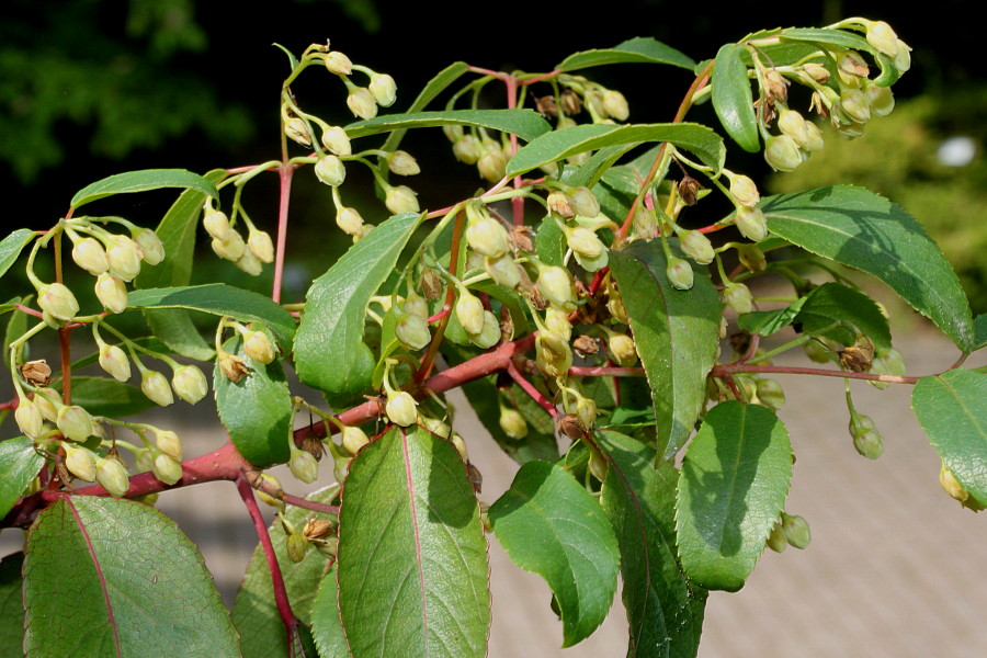 Image of Aristotelia chilensis specimen.