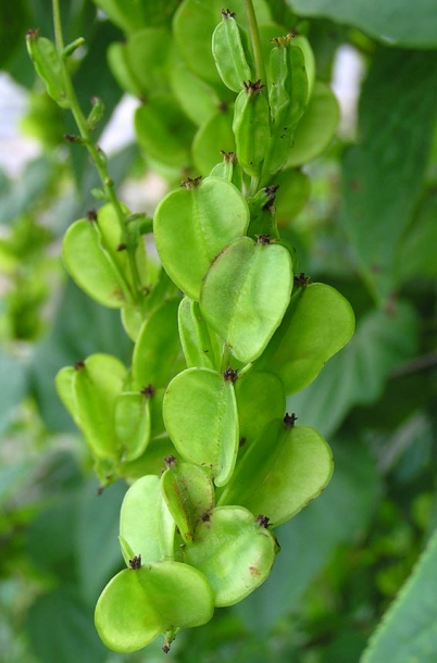 Image of Dioscorea nipponica specimen.