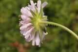 Knautia arvensis