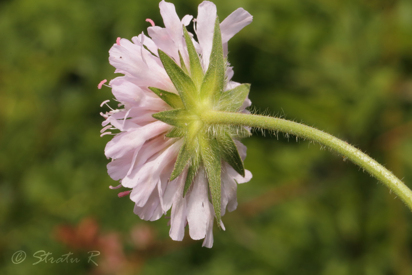 Image of Knautia arvensis specimen.