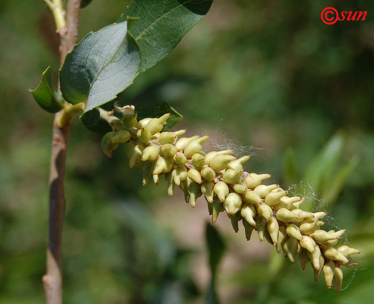 Image of genus Salix specimen.