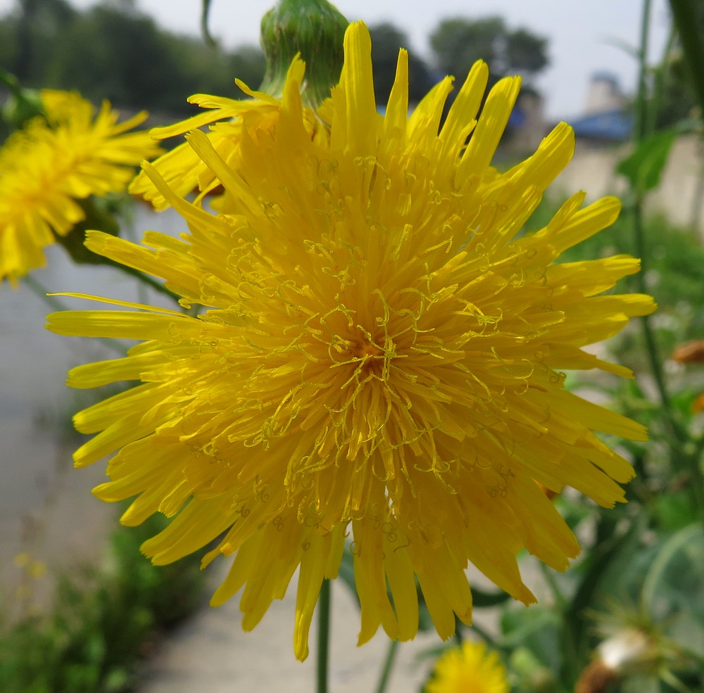 Image of Sonchus arvensis ssp. uliginosus specimen.