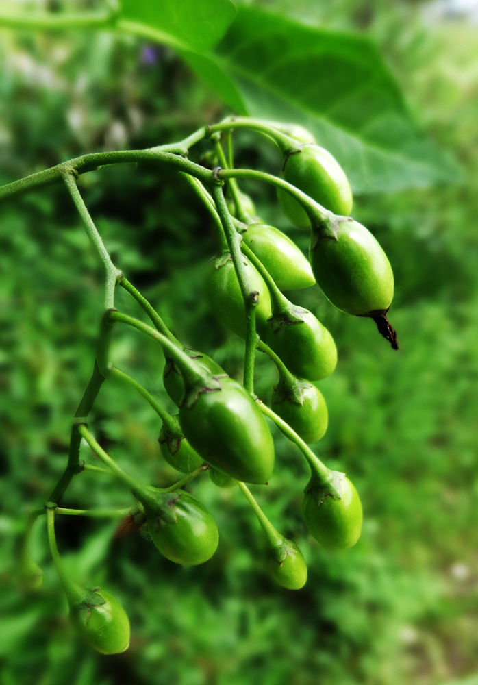 Изображение особи Solanum dulcamara.