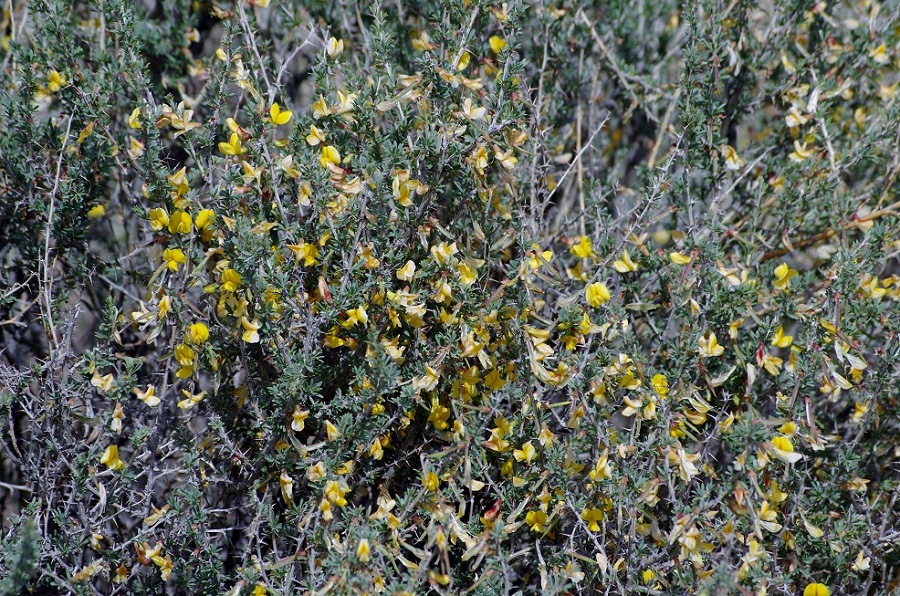 Image of genus Caragana specimen.