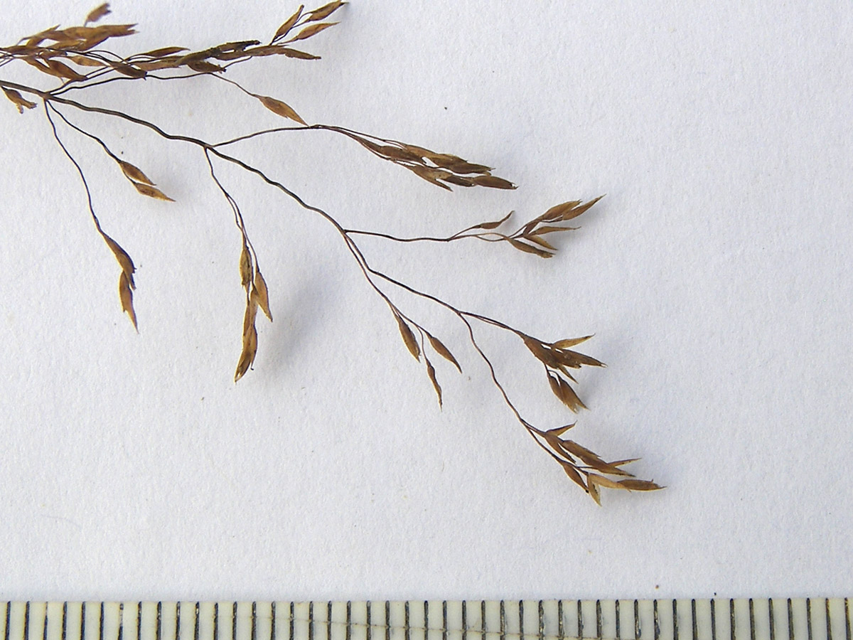 Image of Agrostis clavata specimen.