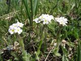 Eritrichium villosum. Цветущие растения (E. tianschanicum). Казахстан, Сев. Тянь-Шань, Заилийский Алатау в окр. г. Алматы, Большое Алматинское ущ., плато Гаиш, ≈ 2900 м н.у.м. 30 мая 2011 г.