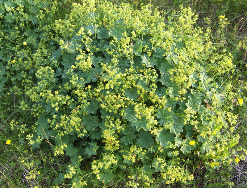 Image of Alchemilla monticola specimen.