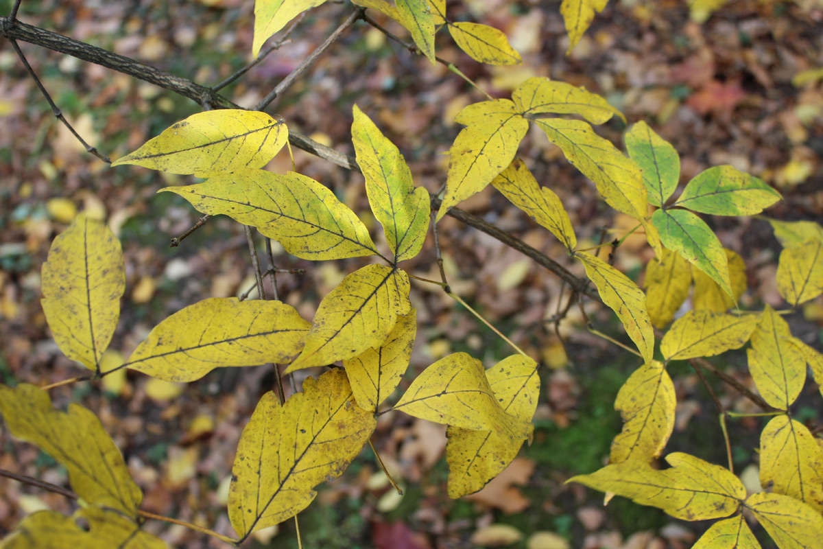 Image of Acer triflorum specimen.