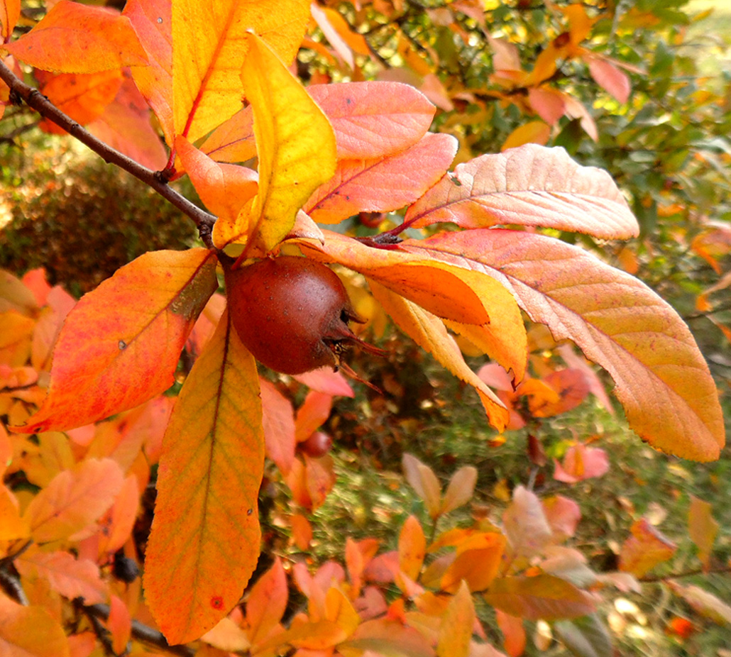 Image of Mespilus germanica specimen.