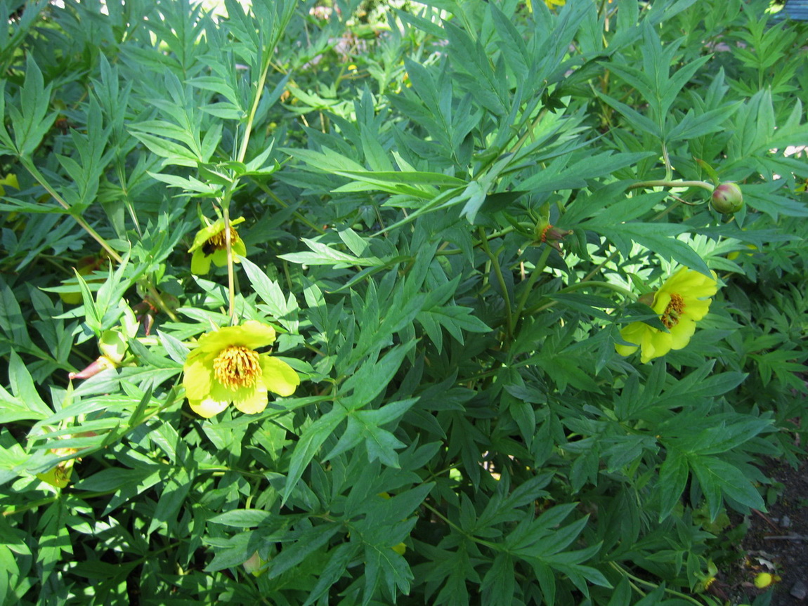 Image of Paeonia delavayi specimen.