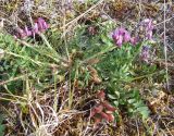 Oxytropis sordida. Цветущее и плодоносящее растение. Кольский полуостров, Восточный Мурман, пос. Дальние Зеленцы. 04.08.2009.