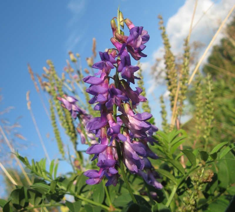 Image of Vicia amoena specimen.