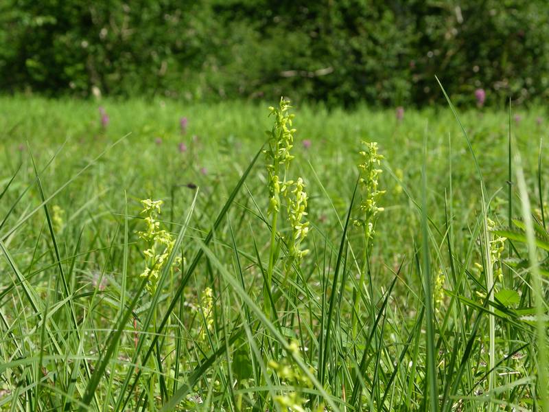 Изображение особи Limnorchis convallariifolia.