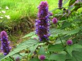 genus Agastache