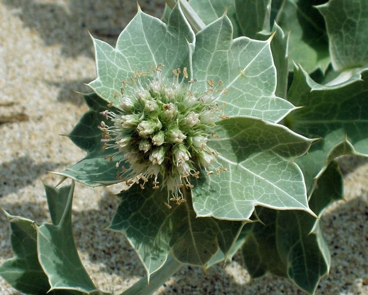 Image of Eryngium maritimum specimen.