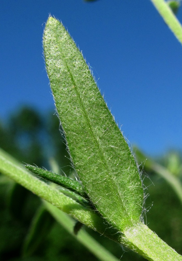 Изображение особи Buglossoides arvensis.