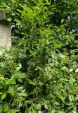 Lauro-cerasus officinalis. Плодоносящее растение. Германия, г. Хаген (Hagen), пригород Хоенлимбург (Hohenlimburg), озеленение. Июль 2014 г.