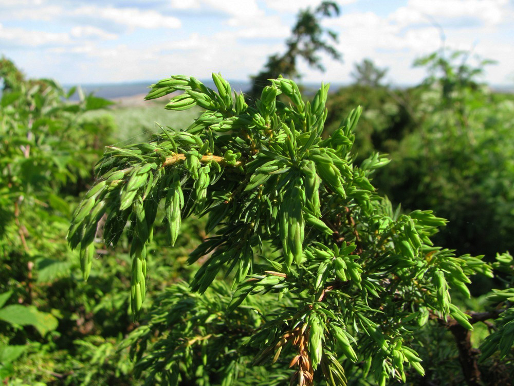 Изображение особи Juniperus communis.