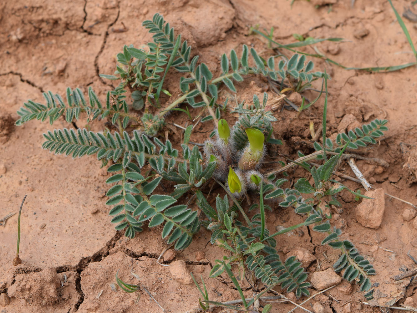 Изображение особи Astragalus atrovinosus.