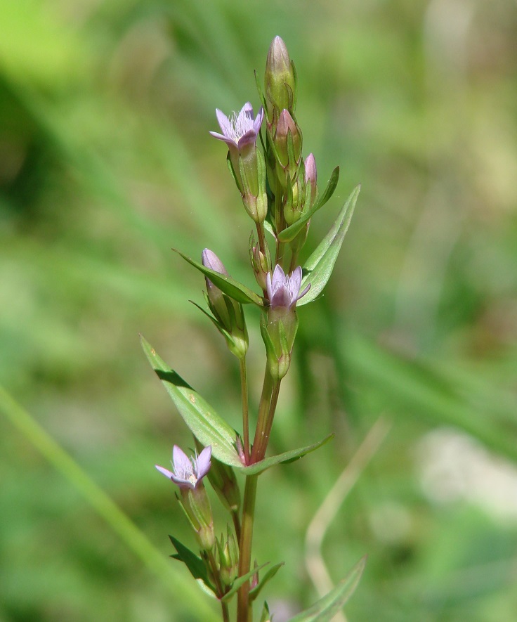 Image of Gentianella acuta specimen.