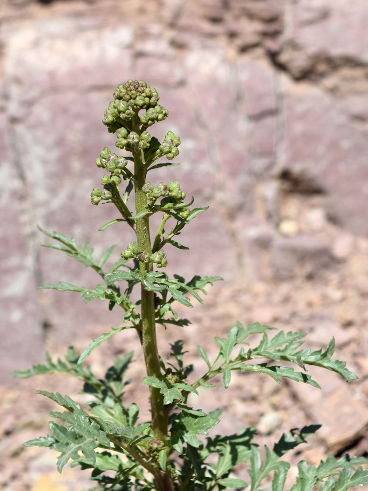 Image of Scrophularia vvedenskyi specimen.