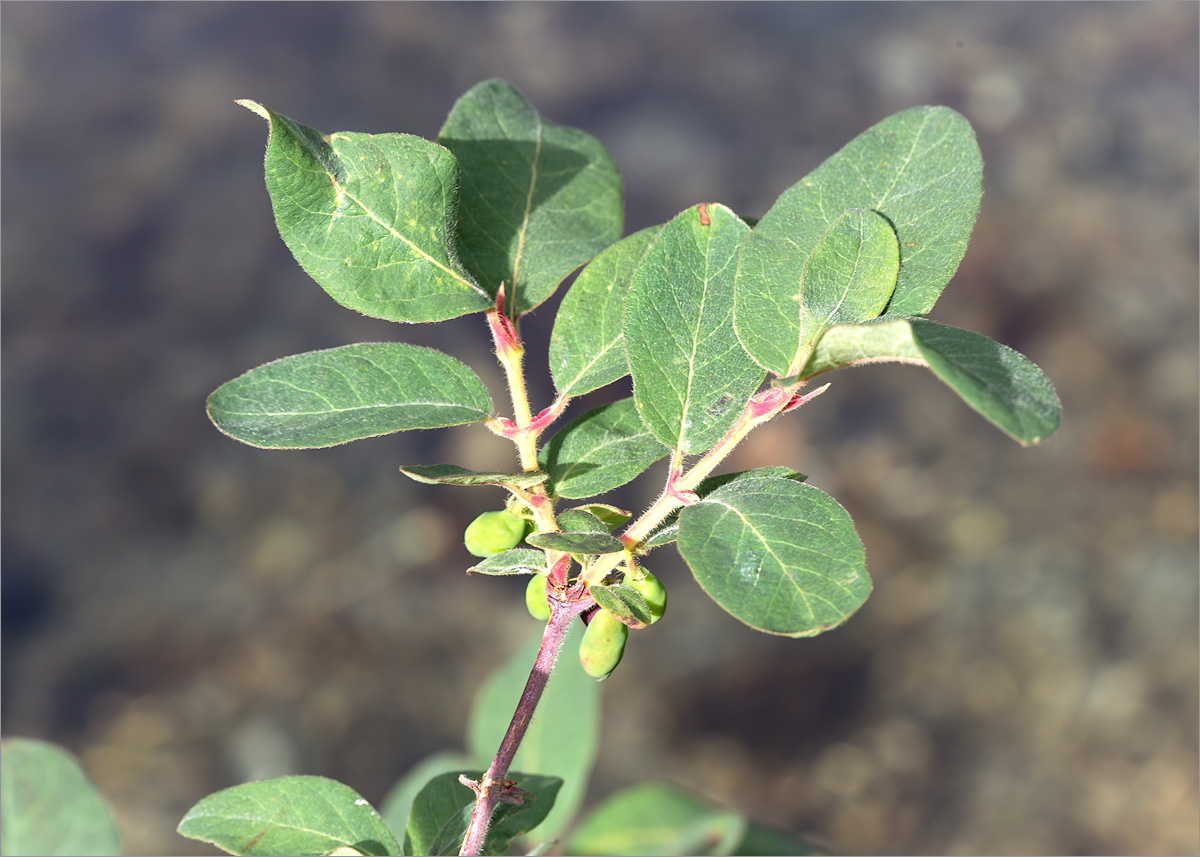 Image of Lonicera &times; subarctica specimen.