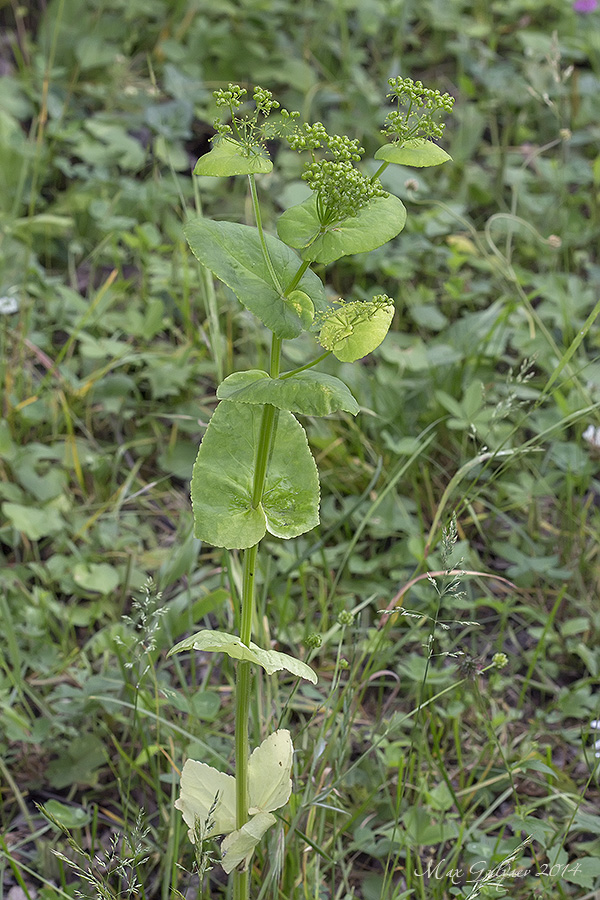 Изображение особи Smyrnium perfoliatum.