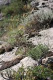 Seseli marginatum. Цветущее растение. Южный Казахстан, горы Алатау (Даубаба), Западное ущелье. 08.07.2014.